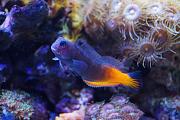 -bi-color-blenny-jpg