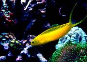 -yellow-fang-blenny-jpg