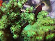 -green_clown_goby-jpg