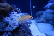 -lyretail-anthias-4-jpg