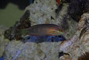 -radiant-wrasse-1-jpg