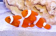 -tangerine-clownfish-jpg