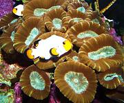 -fotosnovydic017-jpg