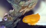 -yellow-coral-goby-11march2010-jpg