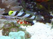 -hi-fin-goby-2-jpg
