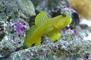 -yellow-watchman-goby-jpg