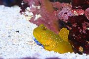 -yellow-watchman-goby-jpg