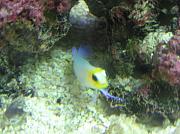 -pearly-jawfish-jpg