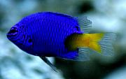 -yellowtail-blue-damsel-jpg