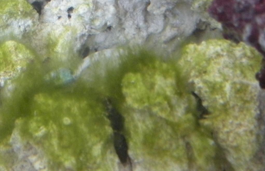 Name:  Algae 112010-1.jpg
Views: 1372
Size:  62.4 KB