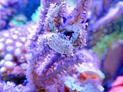 -emerald-crab-jpg