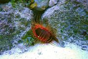 -flame-scallop-2-ps-jpg