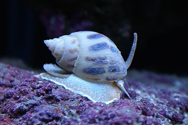 qu en pensez vous  Nassarius-snail-dsc05022