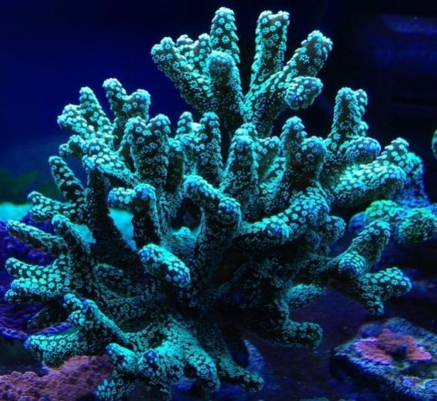 Name:  ORA Neon Green Birds Nest.jpg
Views: 831
Size:  69.3 KB