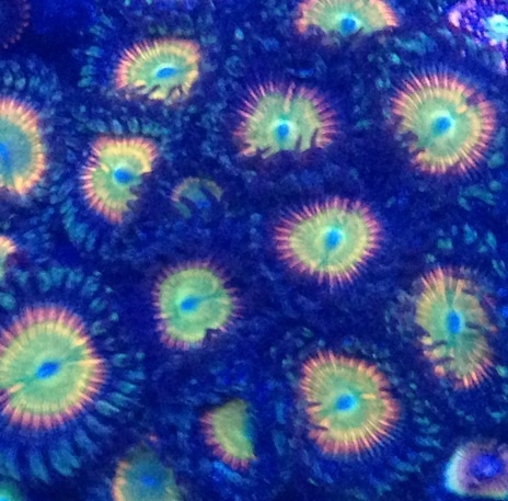 Name:  VividRainbow.jpg
Views: 348
Size:  86.0 KB