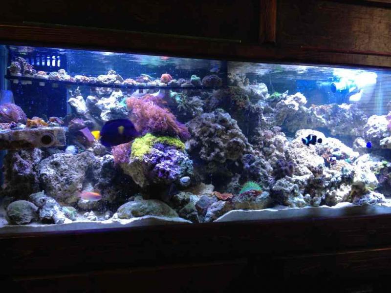 Name:  ImageUploadedByTapatalk1347136151.137378.jpg
Views: 250
Size:  73.4 KB