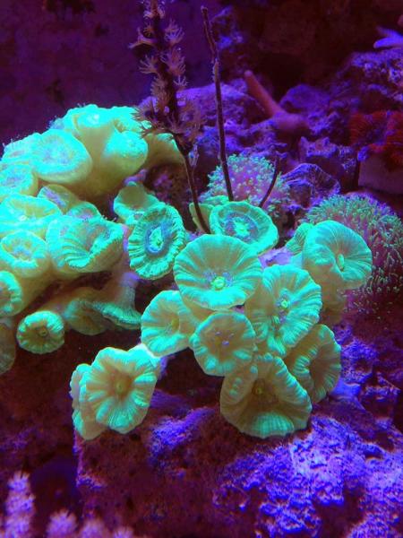 Name:  trumpets_2013_03_02_sm.jpg
Views: 245
Size:  49.0 KB