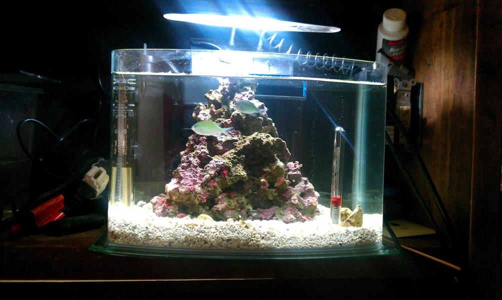 3 gal pico nano reef