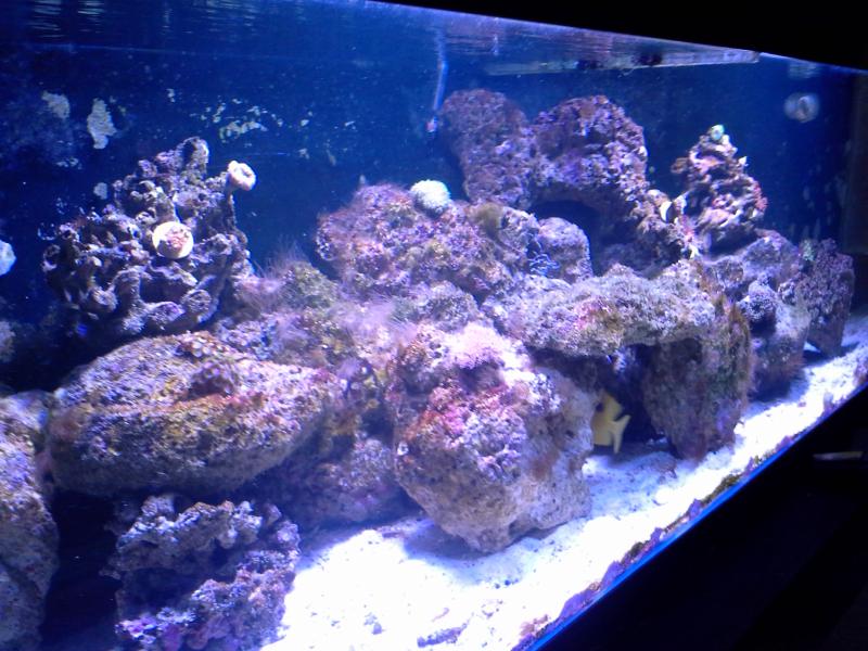 Name:  300 gallon tank 120.jpg
Views: 203
Size:  84.6 KB