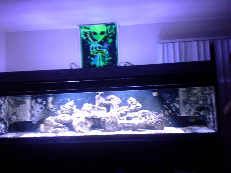 Name:  finished tank 008.jpg
Views: 200
Size:  47.3 KB