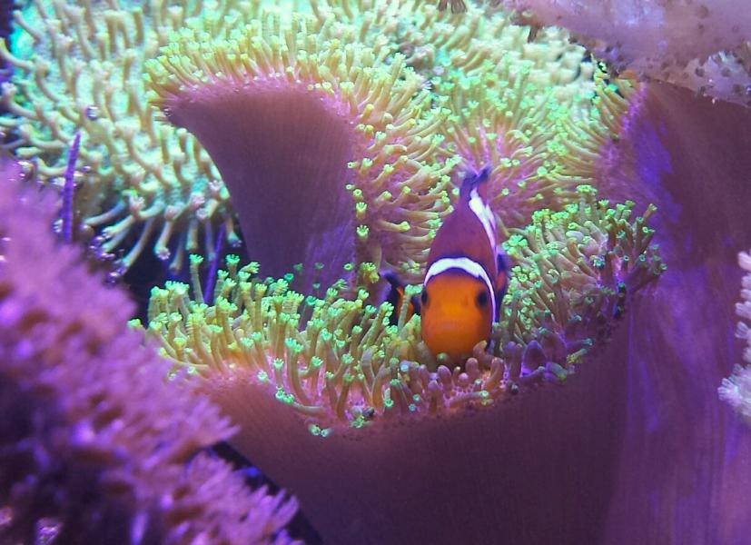 Name:  2014-11-clown.jpg
Views: 125
Size:  76.9 KB