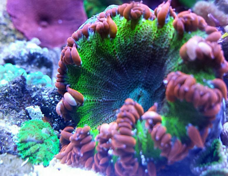 Name:  rock-anemone.jpg
Views: 337
Size:  78.2 KB