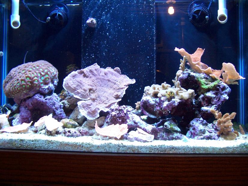 Name:  01_25_10_tank 002.jpg
Views: 251
Size:  97.9 KB
