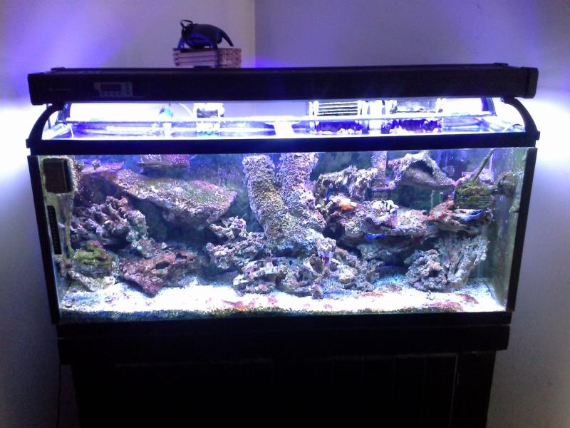Name:  55 gallon 009.jpg
Views: 303
Size:  70.8 KB