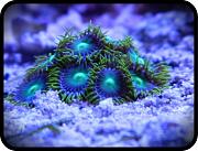 -imageuploadedbytapatalk1299645189-151281-jpg