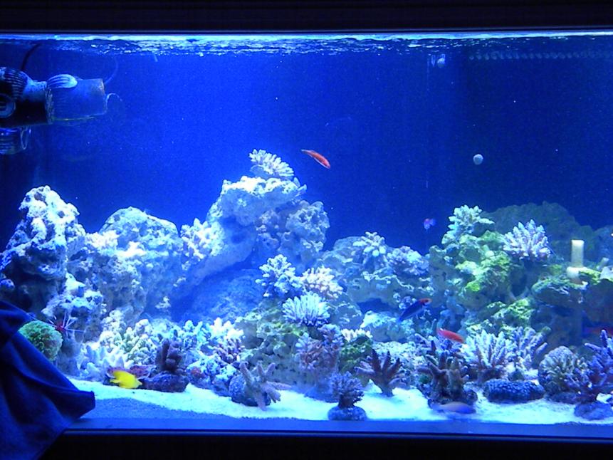Name:  aquarium 001.jpg
Views: 61
Size:  96.0 KB