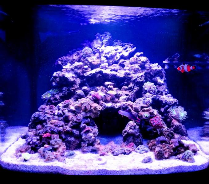 Name:  Tank2_zpsf3d7d7b2.jpg
Views: 5411
Size:  75.7 KB