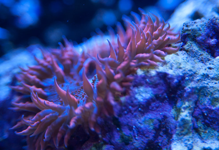 Name:  MIR-2709,medium_large.1426273885.jpg
Views: 680
Size:  148.1 KB