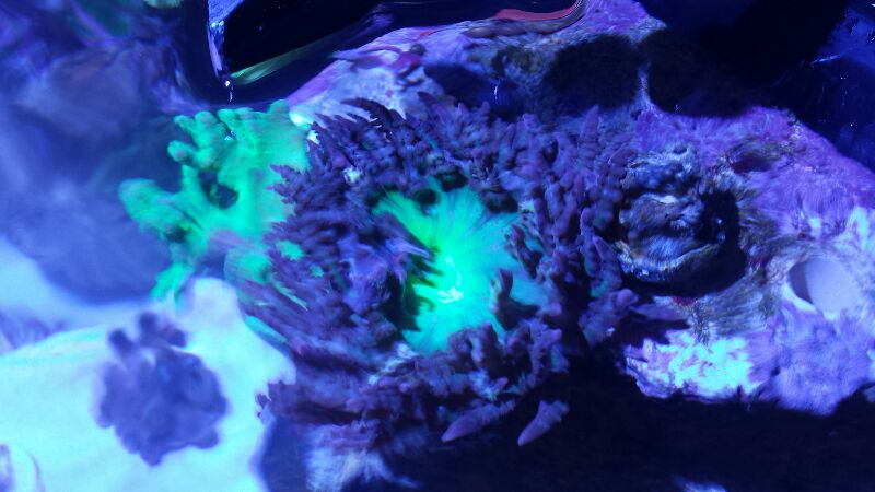 Name:  rps20150601_135913.jpg
Views: 542
Size:  58.5 KB