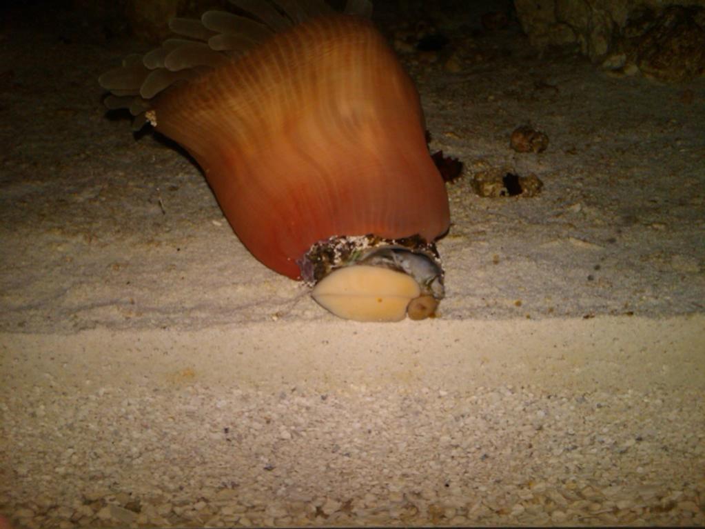 Name:  anemone-snail-ride.jpg
Views: 906
Size:  82.8 KB