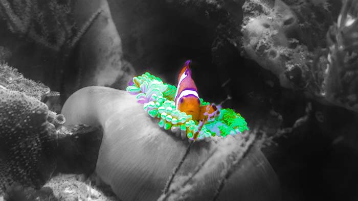 Name:  clownfish-artsy.jpg
Views: 260
Size:  26.3 KB