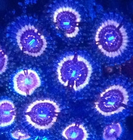 Name:  Bloodsuckers.jpg
Views: 109
Size:  92.2 KB