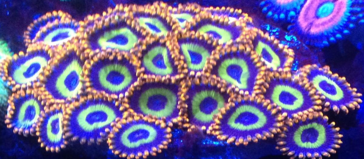 Name:  CORA Fruit Loops Front.jpg
Views: 75
Size:  119.9 KB