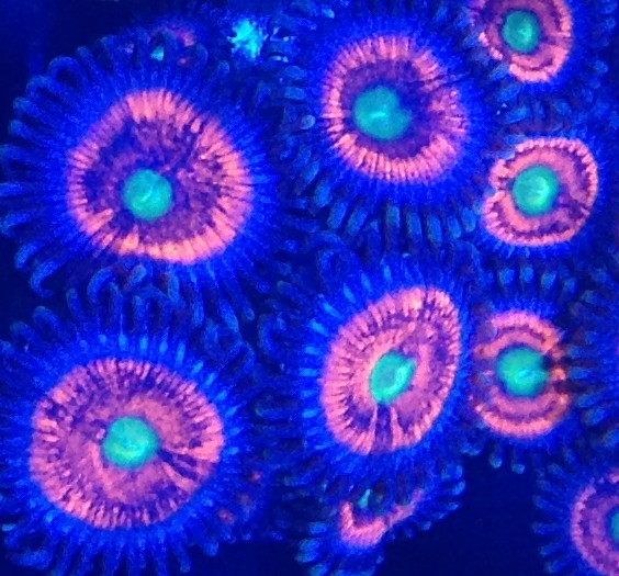 Name:  CORA Gobstoppers 2.JPG
Views: 73
Size:  115.0 KB