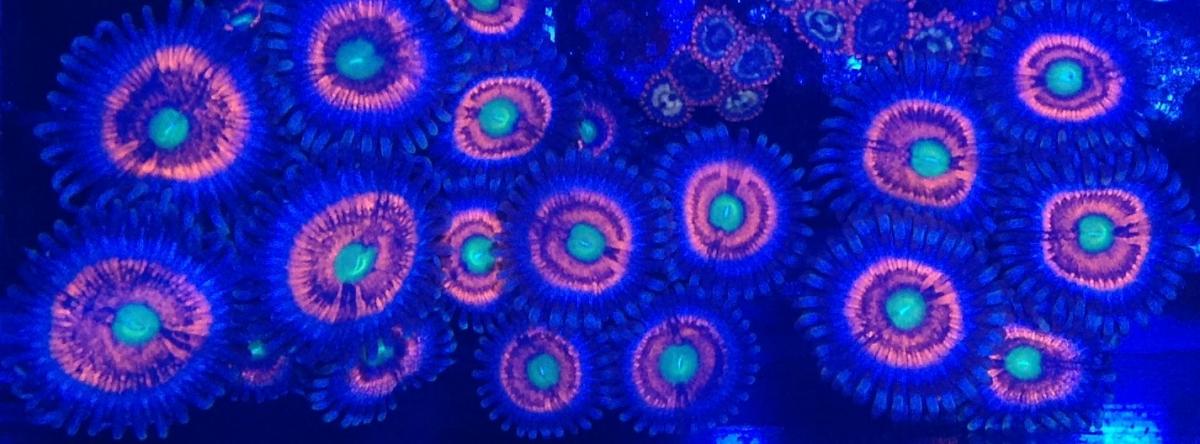 Name:  CORA Gobstoppers.jpg
Views: 82
Size:  86.4 KB