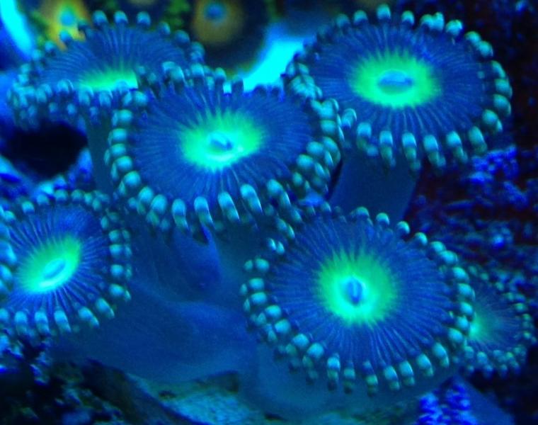 Name:  CORA Rick Saws.jpg
Views: 62
Size:  58.3 KB