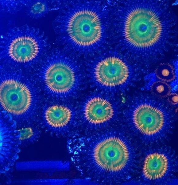 Name:  CORA Sunny D's.jpg
Views: 88
Size:  56.3 KB