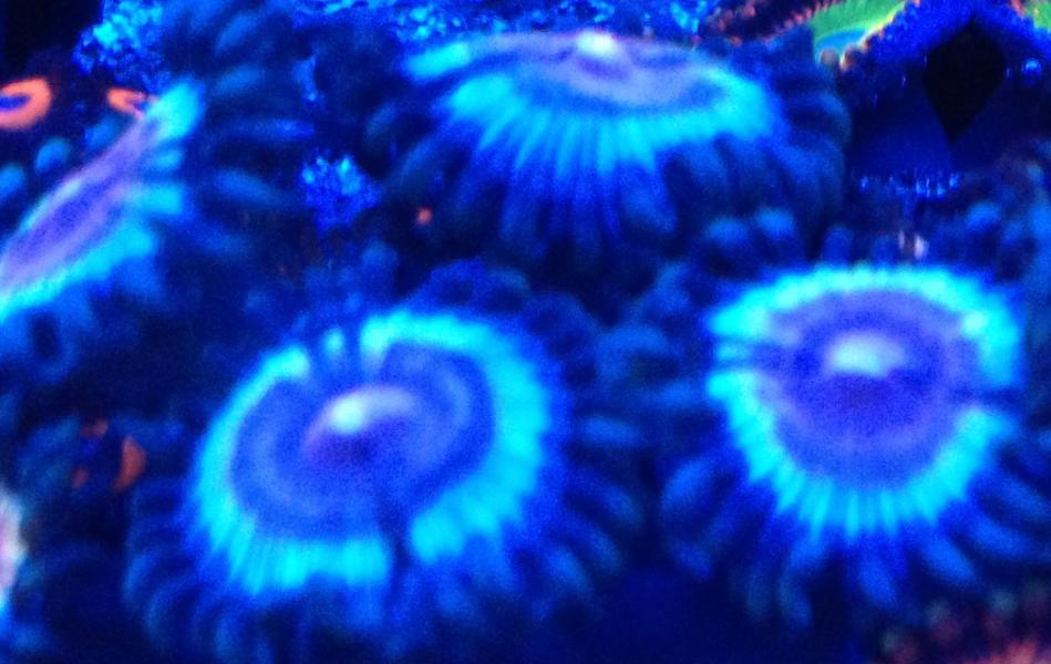 Name:  CORA Vampire Palys 2.jpg
Views: 59
Size:  70.3 KB