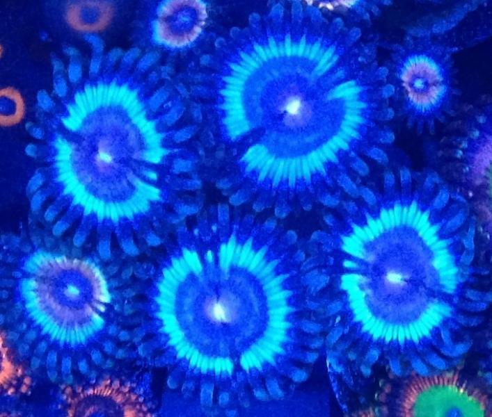 Name:  CORA Vampire Palys.jpg
Views: 73
Size:  69.4 KB