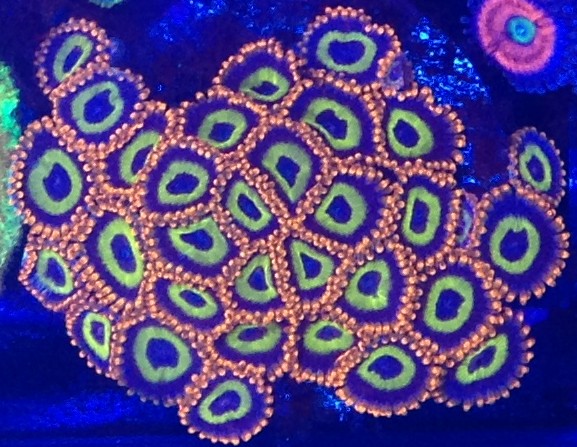 Name:  Fruit Loops Top.jpg
Views: 82
Size:  117.6 KB