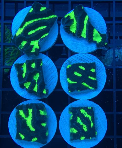 Name:  Neon Yellow Lightning Favia.jpg
Views: 71
Size:  49.2 KB