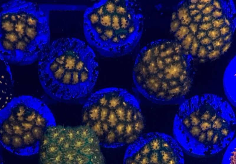 Name:  Pot of Gold.jpg
Views: 63
Size:  63.4 KB