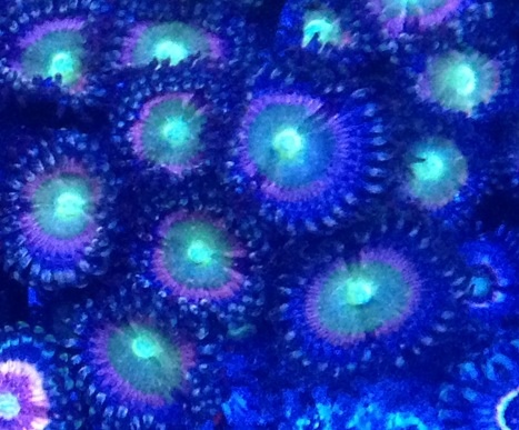 Name:  RaptorsRainbow.jpg
Views: 70
Size:  78.9 KB