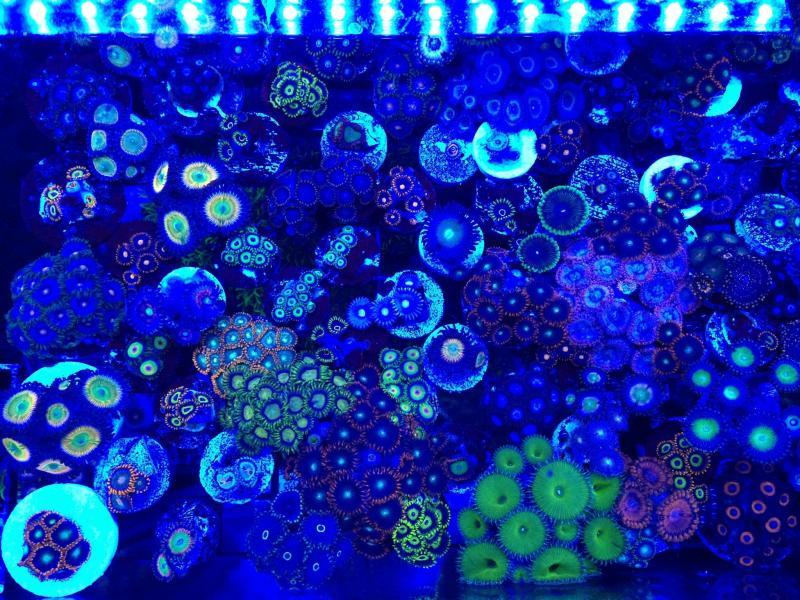 Name:  Tank Top Down.jpg
Views: 92
Size:  116.9 KB