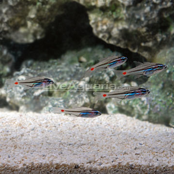Name:  cardinalfish.jpg
Views: 456
Size:  40.9 KB