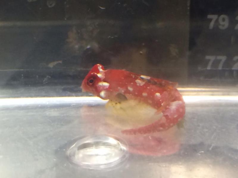 Name:  photo1-1.jpg
Views: 125
Size:  31.1 KB